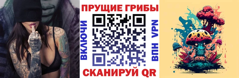 закладки  Усть-Джегута  Псилоцибиновые грибы Psilocybine cubensis 
